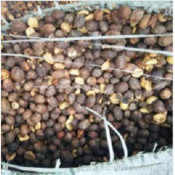 Supply natural inshell coffee bean